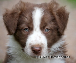 Red and white MALE border collie puppy